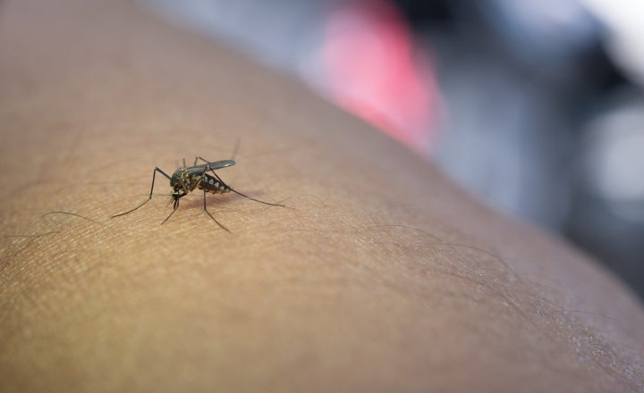 SES CONFIRMA 18 CASOS DE FEBRE OROPOUCHE NO MARANHÃO