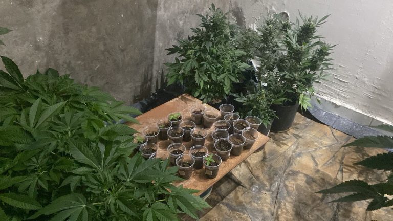 POLÍCIA CIVIL DO MARANHÃO FECHA LABORATÓRIO DE PRODUÇÃO DE SUPERMACONHA, EM DAVINÓPOLIS