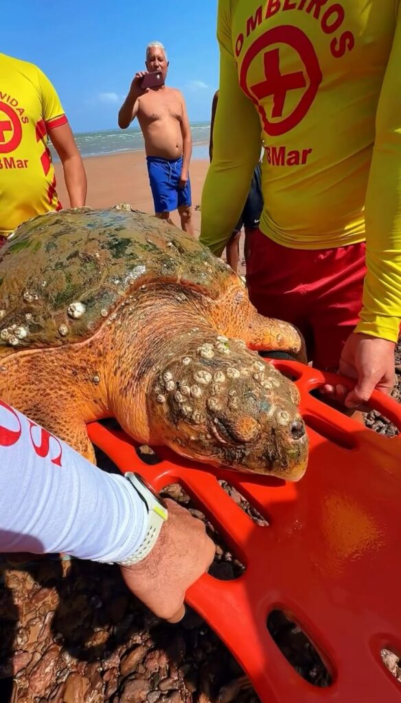 TARTARUGA CABEÇUDA DE 120 KG É RESGATADA NA PRAIA DE PONTA VERDE, EM PANAQUATIRA