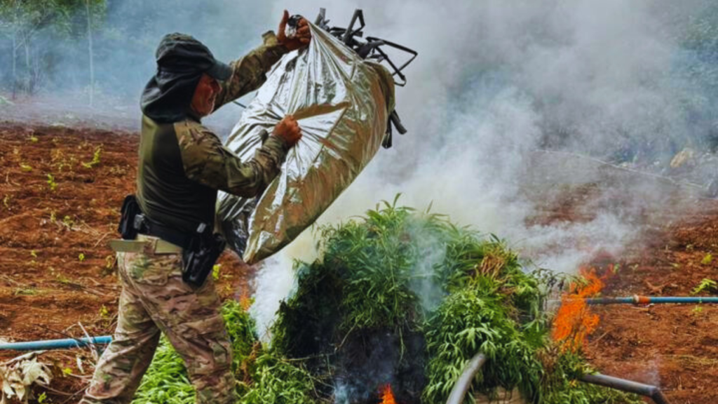 “OPERAÇÃO ENCADEAMENTO” DESARTICULA PLANTAÇÃO DE MACONHA NO MARANHÃO