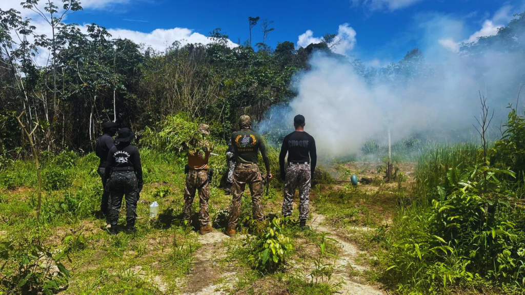 Mais de 36 mil pés de maconha são destruídos em Centro do Guilherme