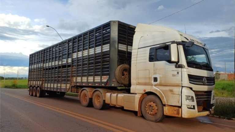 PRF flagra irregularidades no transporte de boi em Açailândia