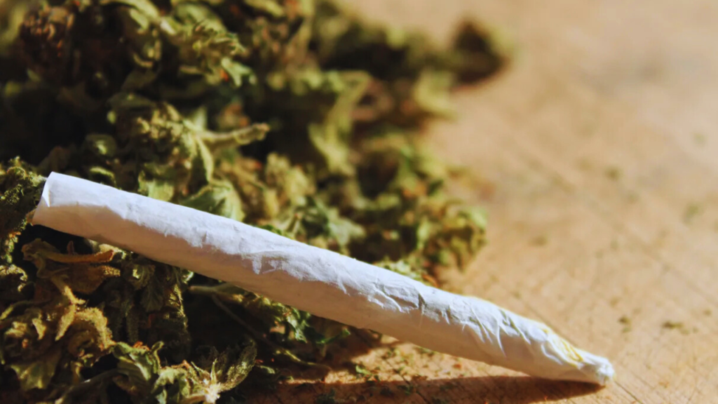 Mutirão impulsiona revisão de condenações por porte de maconha para uso pessoal