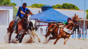 Ministério Público pressiona por segurança e bem-estar animal na vaquejada de Amarante