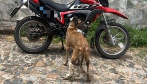 Homem é preso em flagrante em São Luís por arrastar cachorro amarrado em motocicleta