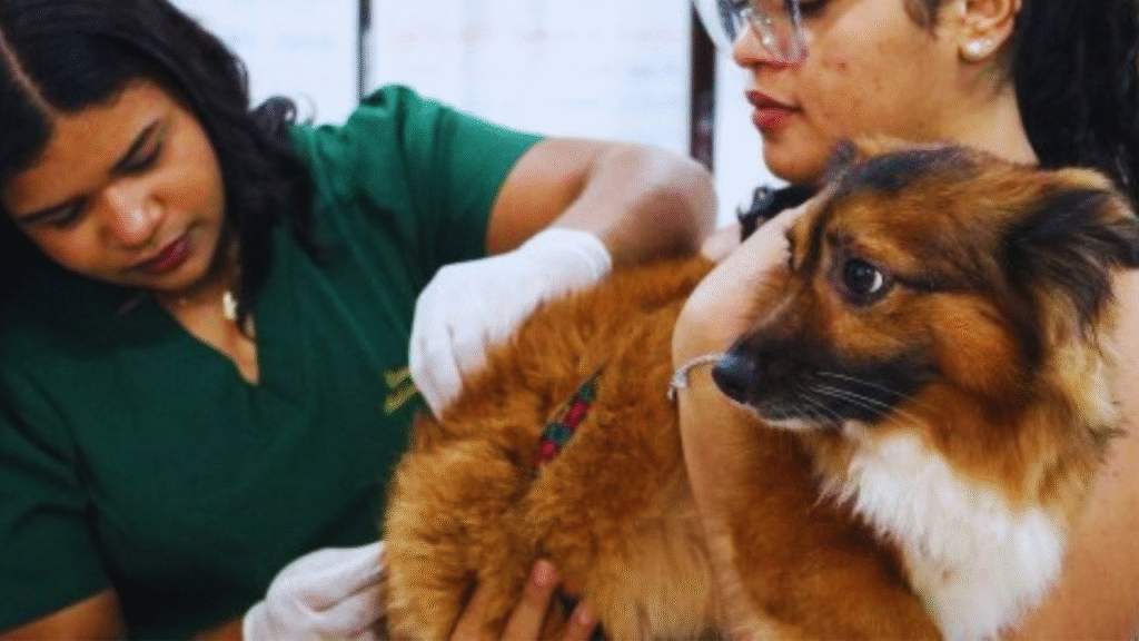 Paço do Lumiar recebe ação de vacinação antirrábica neste sábado (27)