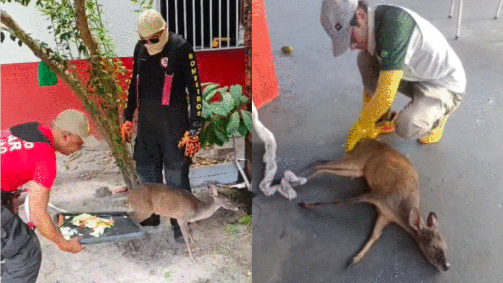 Resgate Curioso: filhote de cervo é salvo em estrada no Maranhão