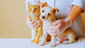 Justiça obriga Paço do Lumiar a estruturar combate à Leishmaniose