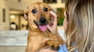 Estudo revela circulação de bactérias entre cães e tutores e alerta para cuidados na convivência